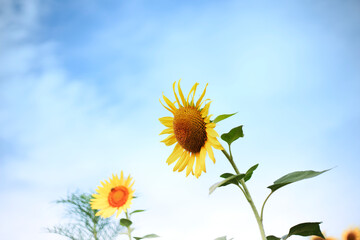 小野ひまわり公園のひまわり