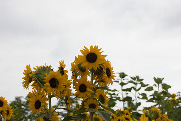 小野ひまわり公園のひまわり