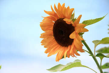 小野ひまわり公園のひまわり