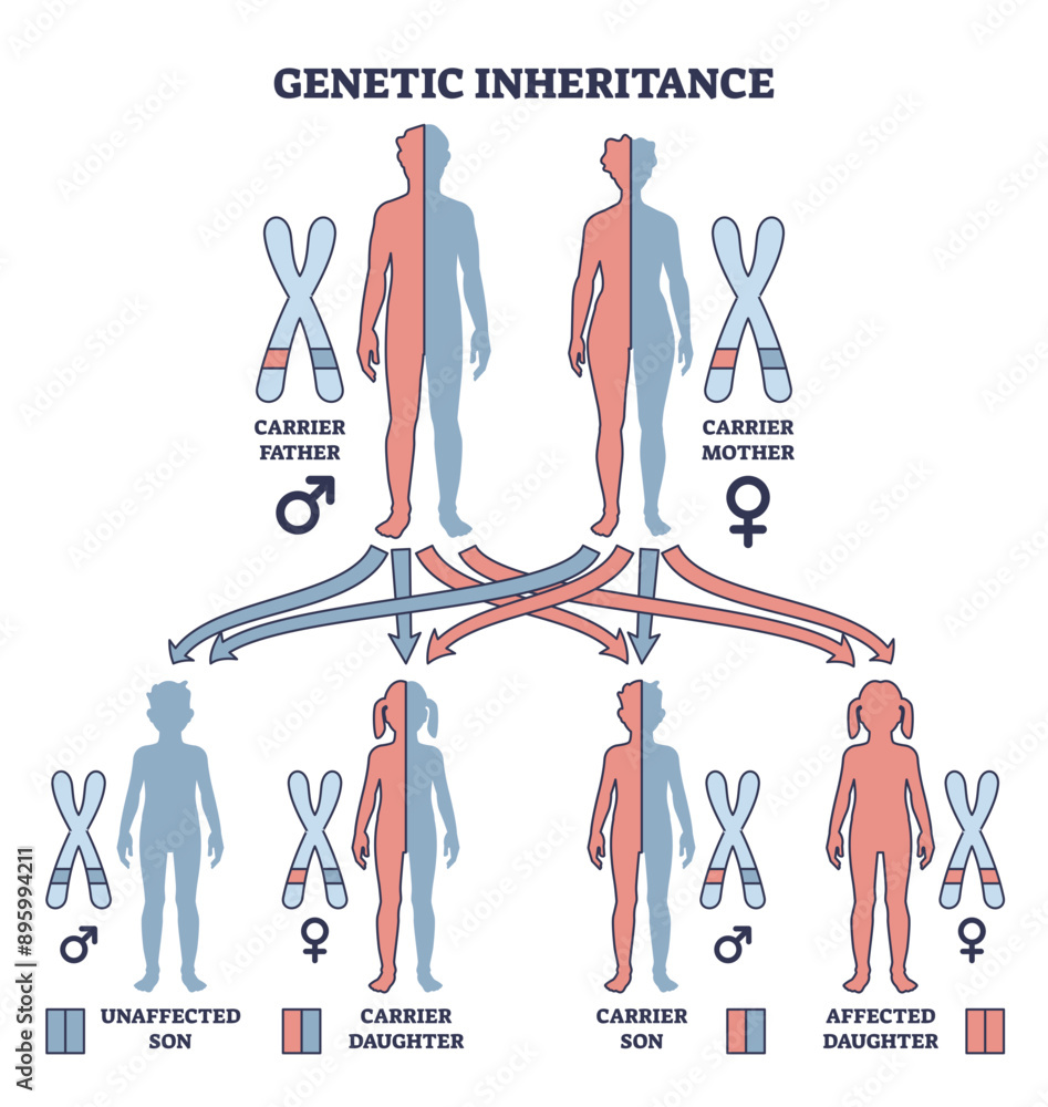 Poster genetic inheritance as two alleles in gene pair are inherited outline diagram, transparent backgroun