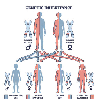 Genetic inheritance as two alleles in gene pair are inherited outline diagram, transparent background. Labeled educational scheme with genetic interaction and effect for offspring illustration.