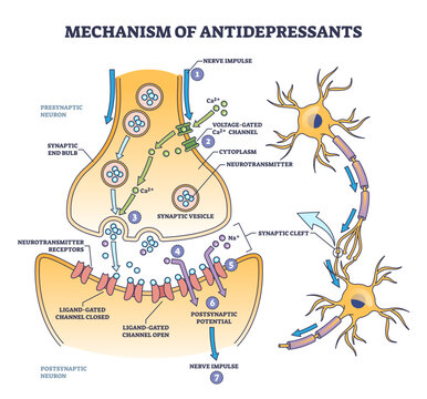 Mechanism of antidepressants for brain cells neurotransmitters boost outline diagram, transparent background. Labeled educational anatomical scheme.