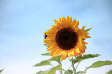 小野ひまわり公園のひまわり