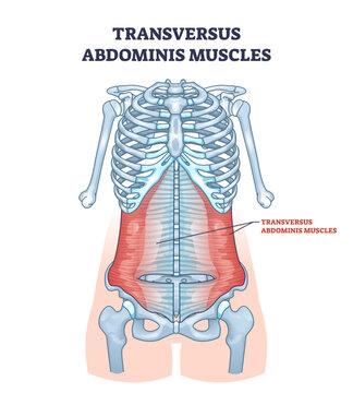 Transversus abdominis muscles in abdominal muscular system outline diagram, transparent background. Labeled educational scheme with stomach muscle anatomy and medical location illustration.
