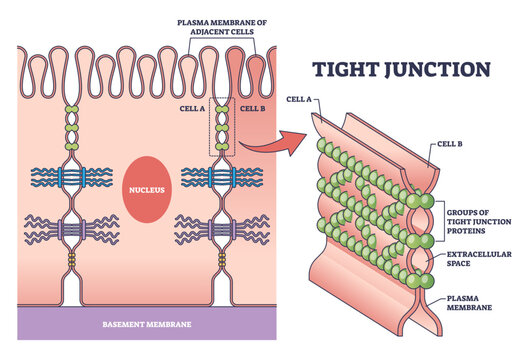 Tight junction as intercellular barrier between epithelial cells outline diagram, transparent background. Labeled educational scheme.