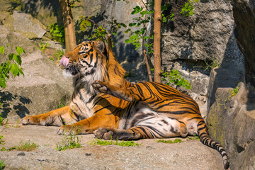 critically endangered Sumatran tiger