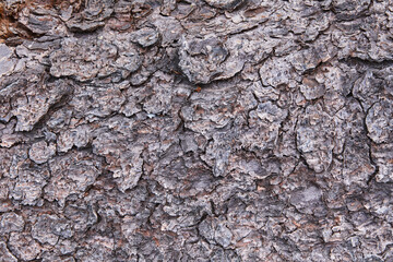 Pine tree bark textured background. Relief creative texture of an old pine bark. Natural pattern background, texture. Top view. Place for text.