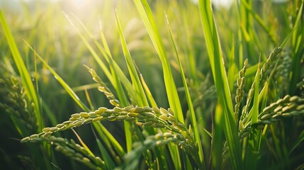 Obraz premium A low-angle close-up of rice plants growing in the field, showing the vibrant green leaves in detail.