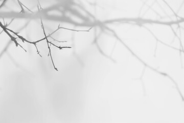 PNG  Minimalist winter tree branches