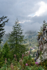 Passo Giau atypical views, flowers and conifers, Dolomite Mountains, Italian Alps, Italy
