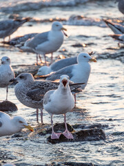 Seagulls at a beach on Sylt, Germany