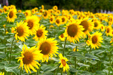 Obraz premium Close-up of beautiful sunflower field on a sunny summer day. Photo taken July 24th, 2024, Zurich, Switzerland.
