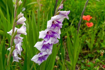 Close-up of beautiful white and purple gladiolus flowers on a sunny summer day. Photo taken July...