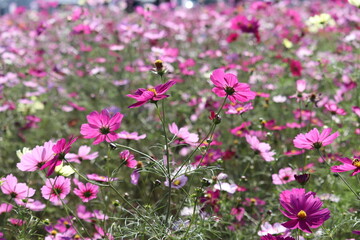 Fototapeta premium pink flowers cosmos