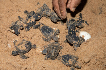 human hands hold newborn sea turtle babies in sand