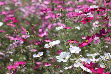 pink flowers cosmos