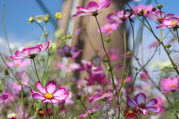 flowers in the field