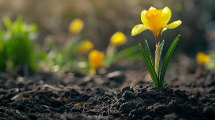 Single yellow daffodil is pushing through the soil in a spring garden, with other daffodils blurred in the background
