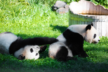 cheerful playing pandas on green lawn