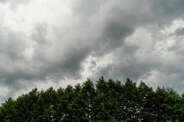 The top of the trees on the background of the stormy sky.