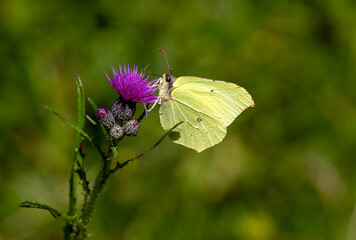 Close-up of a lemon butterfly on a purple flower 