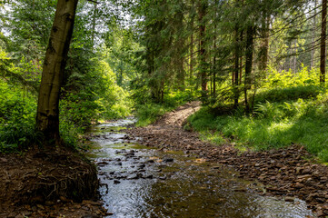 Landscape on the Olza River amidst the forest