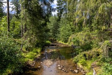 Obraz premium Landscape on the Olza River amidst the forest