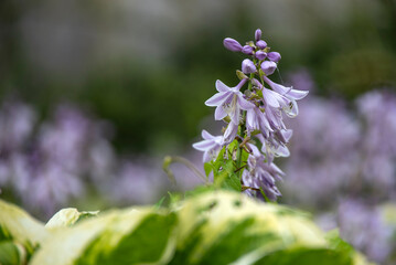 Close-up of a purple summer flower with a blurred background