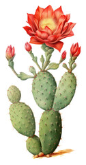 Fototapeta premium PNG Vibrant cactus flower illustration