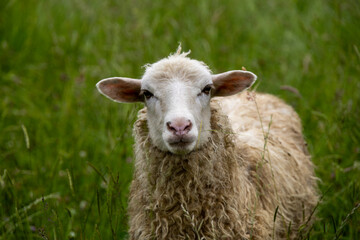 Portrait photo of a sheep in a meadow