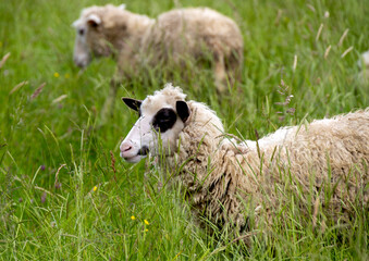 Obraz premium Portrait photo of a sheep in a meadow
