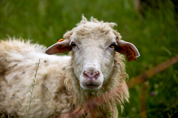 Portrait photo of a sheep in a meadow