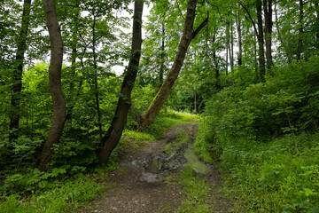 Forest landscape among beautiful greenery