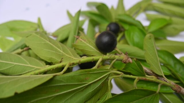Alangium salvifolium or sage leaved alangium tree fruit. It is is a flowering plant in the&nbsp;Cornaceae&nbsp;family. wildfruit on white background. Slow motion video. 