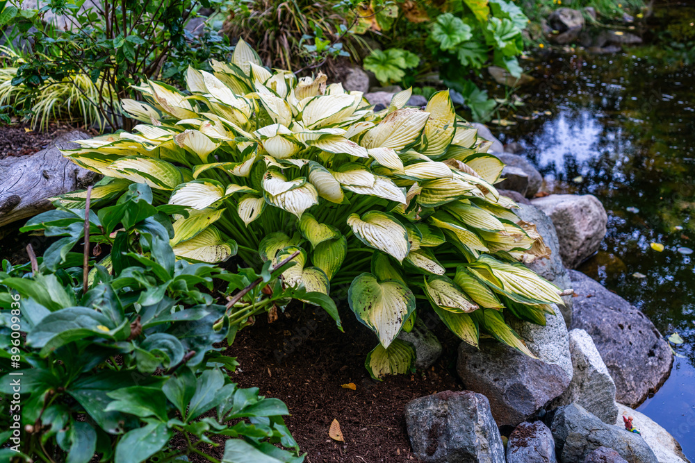 Sticker seatac yellow hosta 5