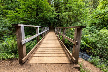 Fototapeta premium wooden bridge in the forest