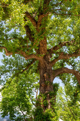 Fototapeta premium A large tree with an unusual knitted trunk and bright green leaves on a clear sunny day. Plants flora agriculture landscaping ecology.