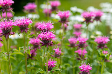 Obraz premium field of pink flowers with some white flowers in the background