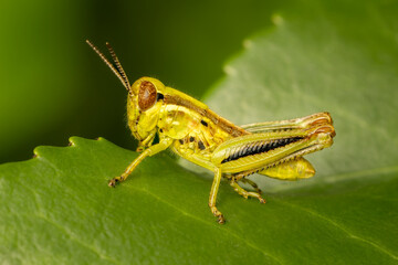 Immature two-striped grasshopper resting on a green with blurred background