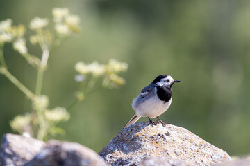 Single wagtail bird sitting on rock with green blurry background