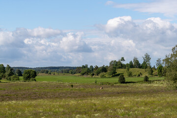 Fototapeta premium Landscape pasture farmland with grass and summer flowers with no people