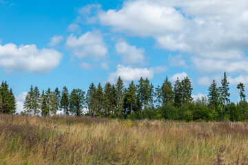 field of trees with a blue sky in the background