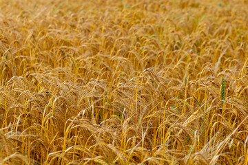 field of golden wheat with a few weeds in the foreground