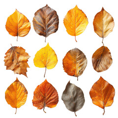 High-Resolution Image of Various Leaves Displaying Autumn Colors and Detailed Veins.