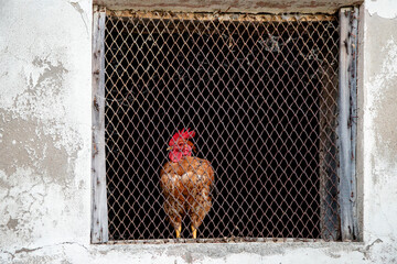 A rooster stands behind wire mesh in an old, worn window frame, looking out with a vibrant red...