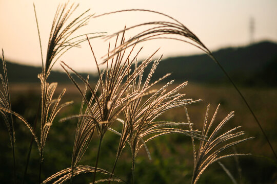 Close-up of the silver grass in late afternoon