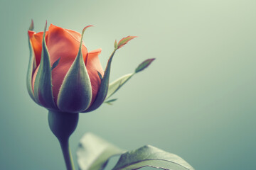 Single Orange Rosebud Captured in Soft Light Against a Minimalist Background