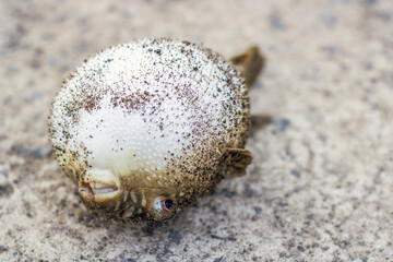 Balloon fish or globefish, this fish can inflate itself and release poison that causes death, the most poisonous vertebrate