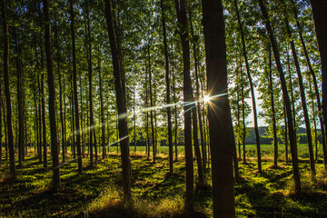 forest in the morning