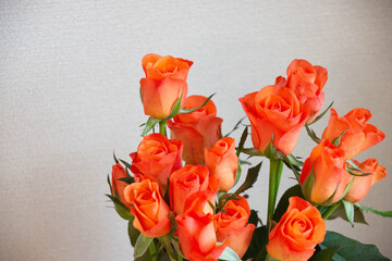 トロピカルアマゾン